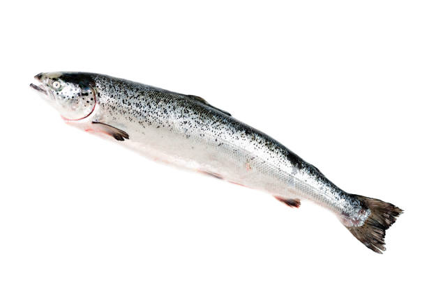 istock Sea trout isolated on white 1226620819