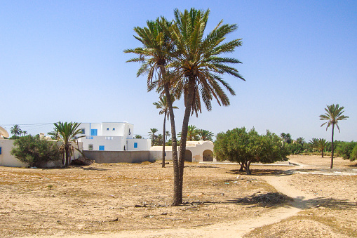 Palm trees on Djerba island, Tunisia