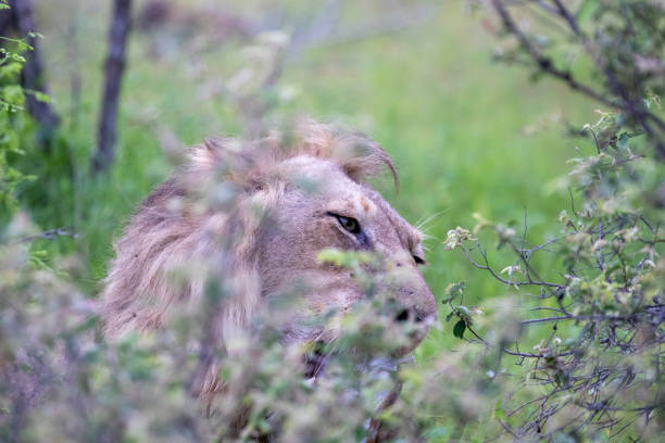 istock A pride of lions 1226623160