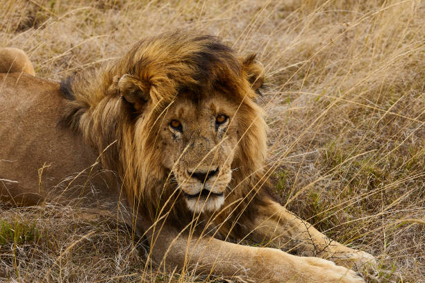 istock Lion face to face 1226623187