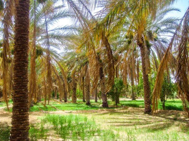 istock Palm Grove in Tunisia 1226623798