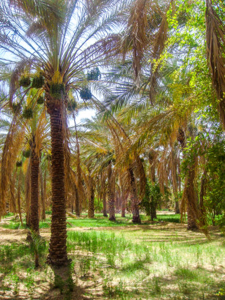 istock Palm Grove in Tunisia 1226623799