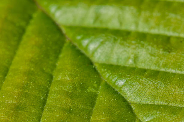 istock green leaf veins in harsh light shallow depth of field 1226624560