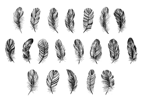 Vector Black And White Feather Pattern Stock Illustration - Download ...