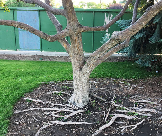 TREE IN PARK WITH EXPOSED ROOTS stock photo