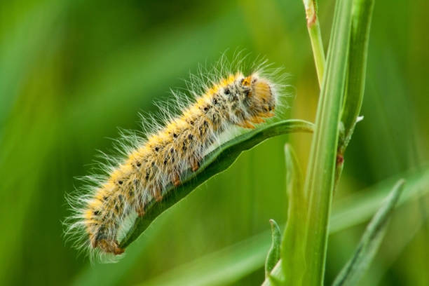 Hairy caterpillar before turning into a beautiful butterfly. Hairy caterpillar on a green leaf in close-up shot on a green background. caterpillar photos stock pictures, royalty-free photos & images