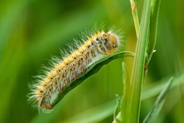 Photo of Hairy caterpillar before turning into a beautiful butterfly.