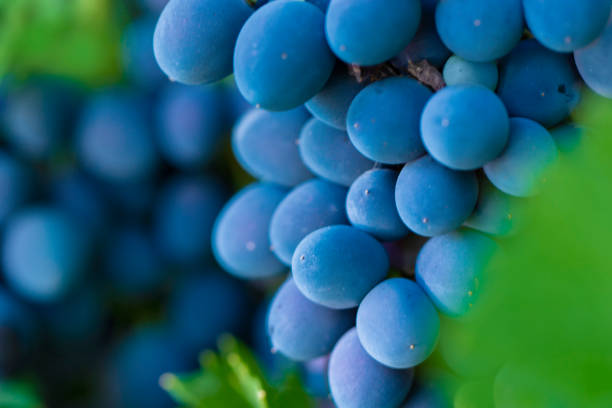 Branch of blue grapes on vine in vineyard Selected focus