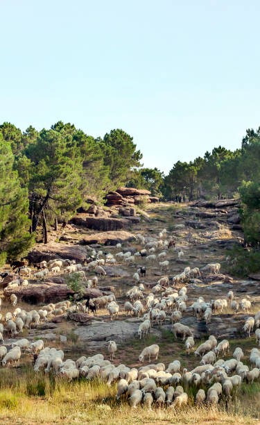 schafe im wald - lamb rural scene sheep field stock-fotos und bilder