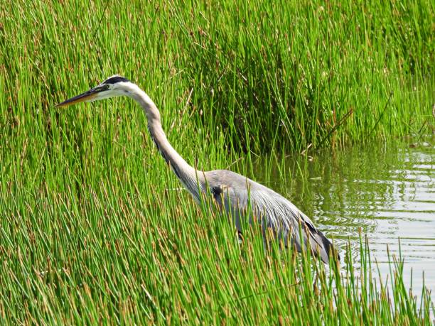 istock Great Blue Heron (Ardea herodias) foraging in the tall grass in a Florida lake 1226628014