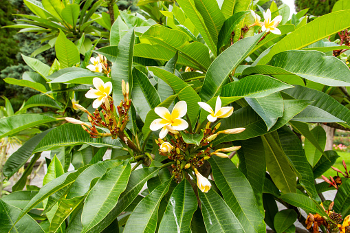 Flowering of a West Indian Frangipani Plant