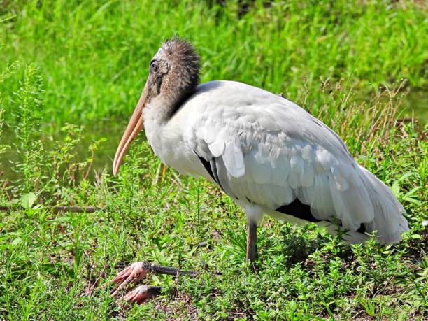 istock Wood Stork (Mycteria americana) sitting down in the grass 1226628776