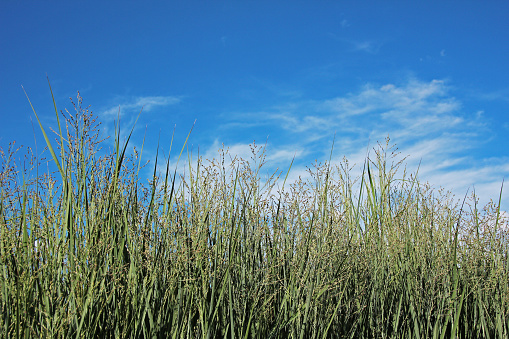 Thickets of dry reeds. Autumn. Web banner.