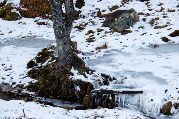 istock tree in snow with a frozen stream 1226630075