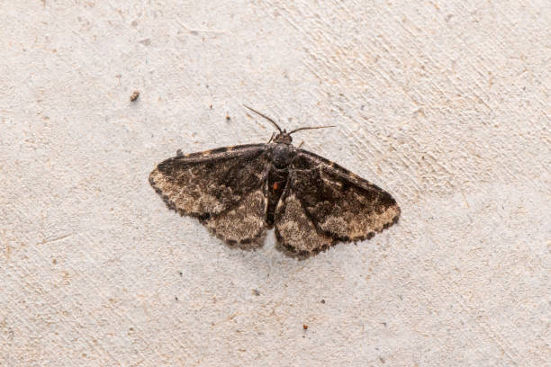 istock Moth photographed in Linhares, Espirito Santo. 1226630879