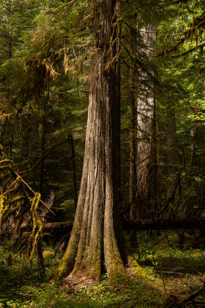 vecchi alberi di cedro rosso occidentale nella foresta nazionale di willamette in oregon - vertical forest national forest woods foto e immagini stock