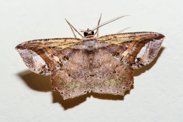 istock Moth photographed in Linhares, Espirito Santo. 1226631033