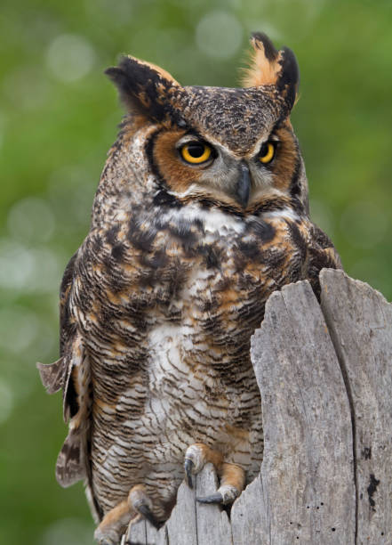 istock Great Horned Owl Perched on Fence Post 1226632306