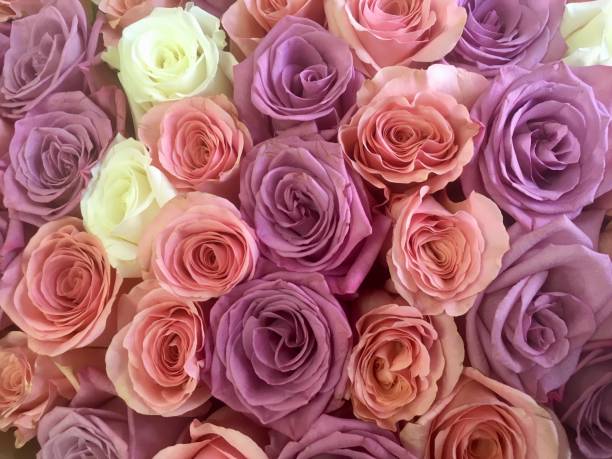 istock Purple roses, pastel roses, lilac roses 1226633066