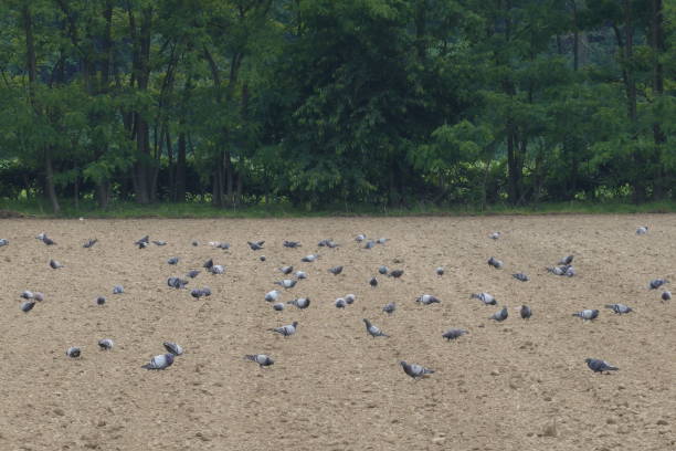 Pigeons in a plowed field