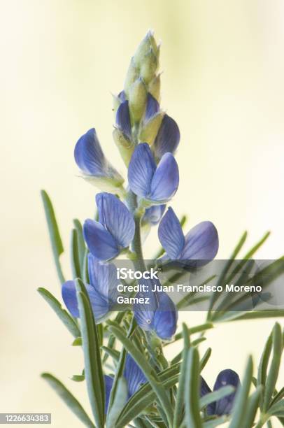 Lupinus Angustifolius Narrow Leaf Narrow Leaved Or Blue Lupine Lovely Plant With Deep Blue Flowers On Unfocused Green Background Stock Photo - Download Image Now