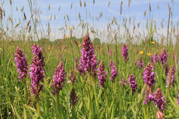 istock a big group wild orchids between green grass in a meadow in springtime 1226634568