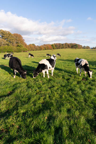 istock Cows in Castlewellan United Kingdom 1226635875