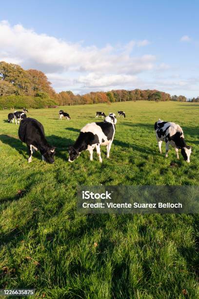 Cows In Castlewellan United Kingdom Stock Photo - Download Image Now - Cow, Domestic Cattle, Farm