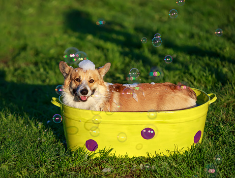 red funny Corgi dog puppy sitting in a basin of water on the grass in a Sunny summer garden and washing against the background and soap bright bubbles