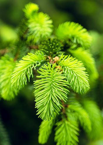 Fresh growing fir tree sprouts on branch in spring forest. Nature background with beautiful bokeh. Selective focus.
