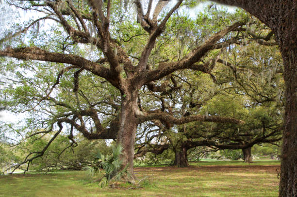 istock Massive Oak Tree in Public Park in New Orleans 1226638888