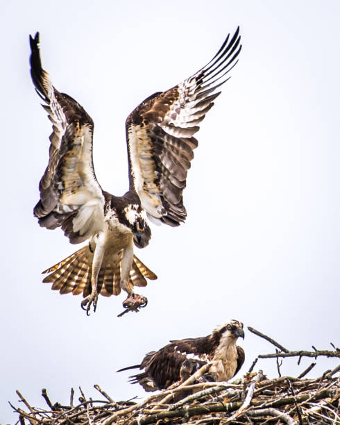 istock Osprey babies in the nest 1226638977