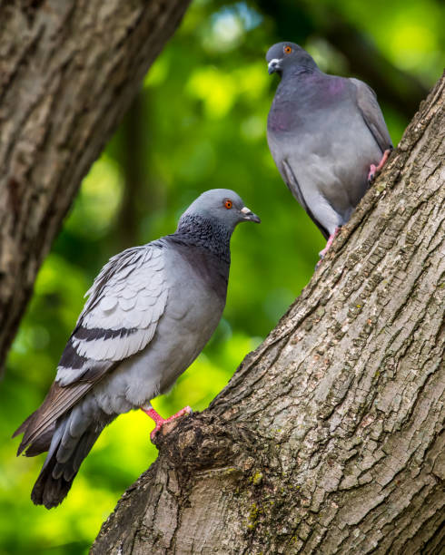 Columbidae is a bird family containing the pigeons and doves. It is the only family in the order Columbiformes. These are stout-bodied birds with short necks, and short slender bills that in some species feature fleshy ceres. They primarily feed on seeds, fruits, and plants. columbidae es una familia de aves que contiene las palomas y palomas. es la única familia en el orden columbiformes. se trata de aves de cuerpo robusto con cuellos cortos, y picos cortos y delgados que en algunas especies presentan ceres carnosos. se alim