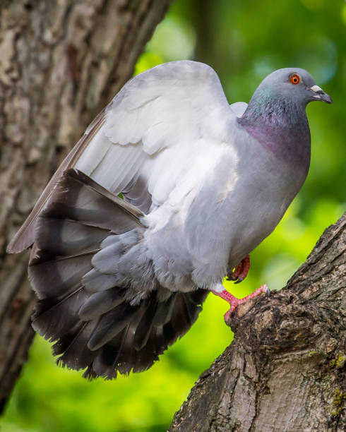 Columbidae is a bird family containing the pigeons and doves. It is the only family in the order Columbiformes. These are stout-bodied birds with short necks, and short slender bills that in some species feature fleshy ceres. They primarily feed on seeds, fruits, and plants. columbidae es una familia de aves que contiene las palomas y palomas. es la única familia en el orden columbiformes. se trata de aves de cuerpo robusto con cuellos cortos, y picos cortos y delgados que en algunas especies presentan ceres carnosos. se alim