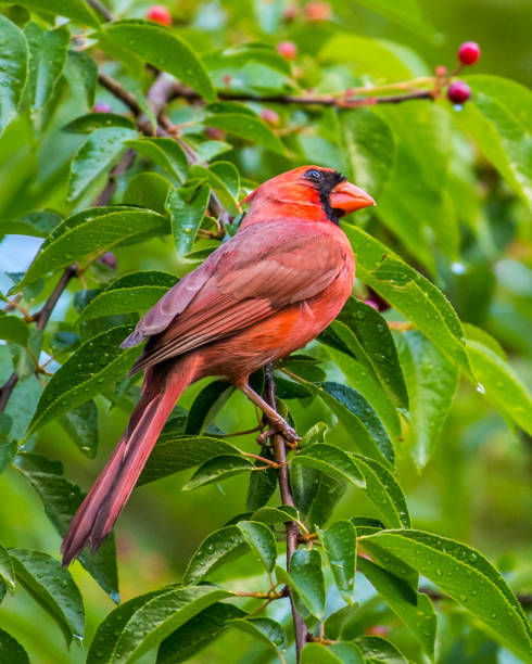 istock Big Male Red Cardinal Bird 1226639052