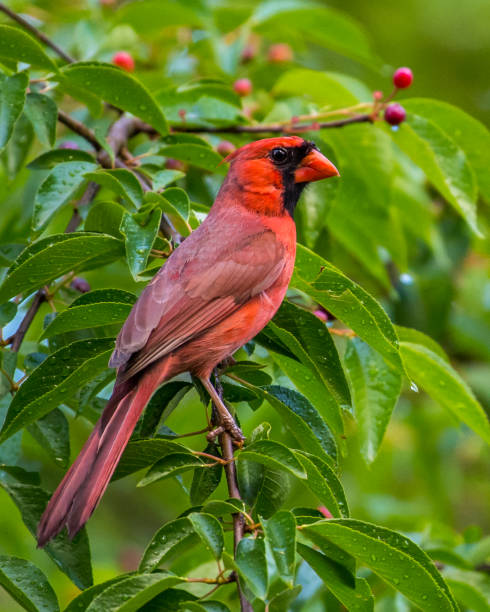 istock Big Male Red Cardinal Bird 1226639060