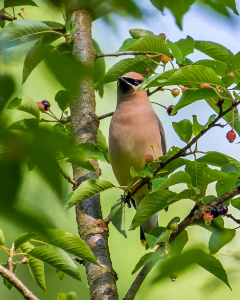 istock Cedar waxwing bird in a tree looking for berries for food 1226639081