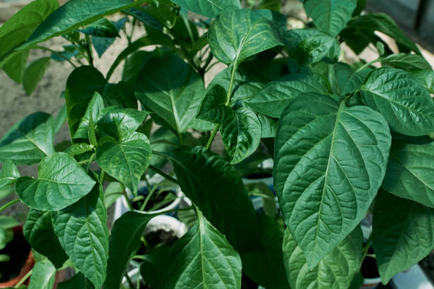 istock Different seedlings for the garden. Vegetables that require care. Seedlings and plants. Botanical garden. 1226639118