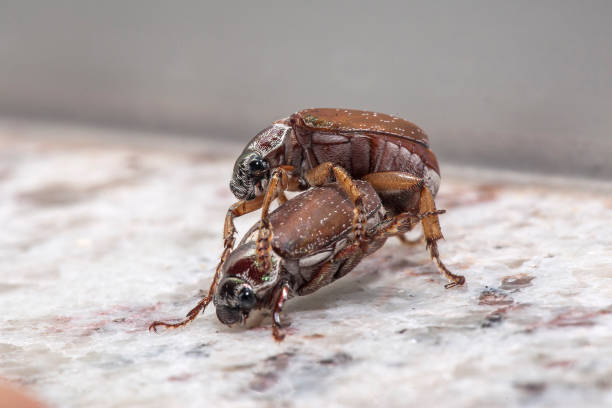 istock Beetle photographed in Linhares, Espirito Santo. 1226639429