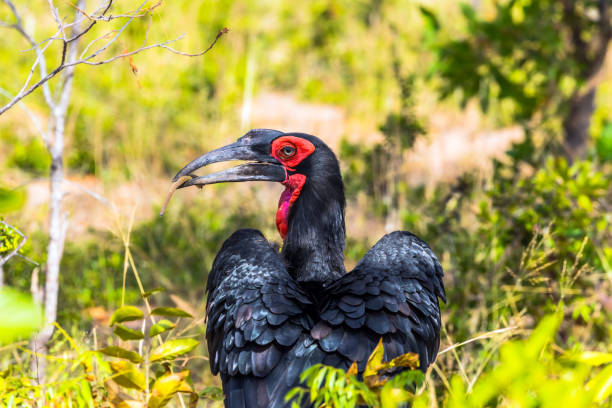 istock The bird 