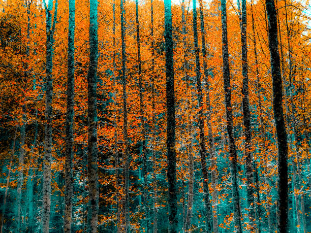 foresta autunnale stilizzata in arancione e verde-verde-mente - fotografia tonica - backwoods foto e immagini stock