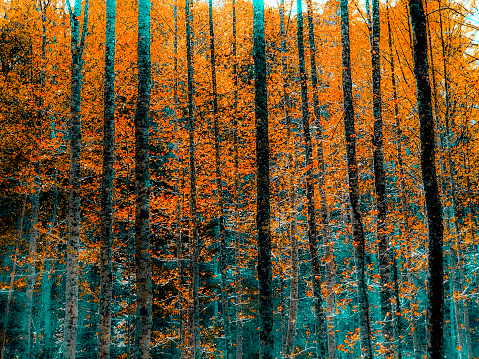 Stylized Autumn Forest in Orange and Teal - Toned Photograph