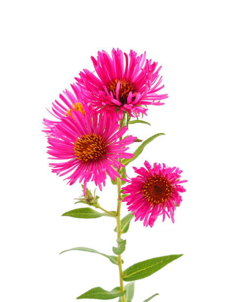 istock Pink chrysanthemum and leaves. 1226640147