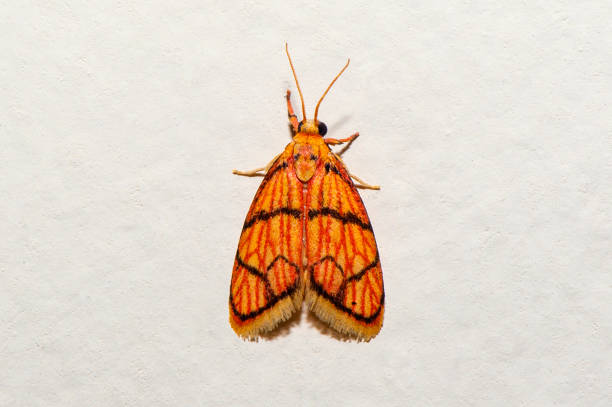 Moth photographed in Linhares, Espirito Santo. Southeast of Brazil. Atlantic Forest Biome. Picture made in 2013.