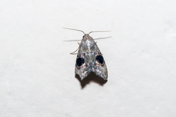 istock Moth photographed in Linhares, Espirito Santo. 1226640245