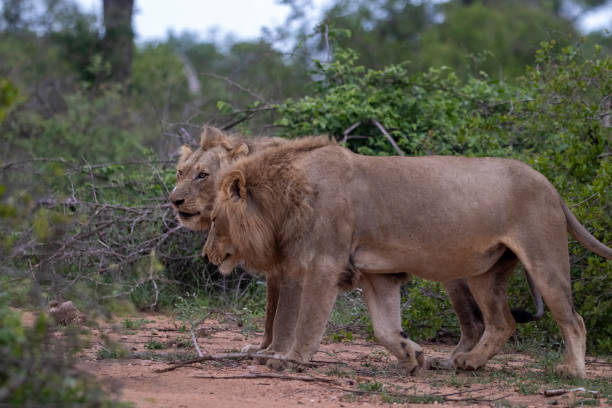 istock A coalition of young male lions 1226640275