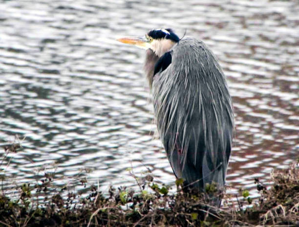 istock Louisiana Great Blue Heron on Lake 1226641014
