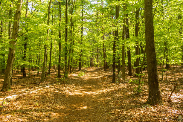 istock Trail through the forest in Northwest Park 1226641259