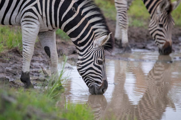 istock A dazzle of zebra 1226641329