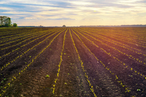 istock Corn field with young crops at the sunset. Countryside landscape 1226642183
